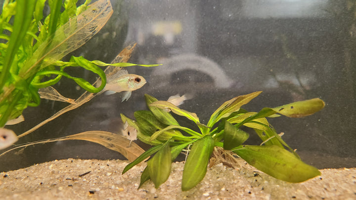 Electric blue acara juv - 3