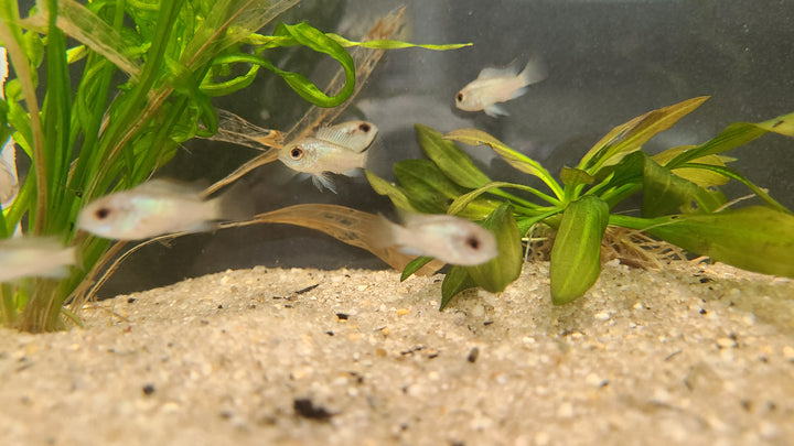 Electric blue acara juv - 3