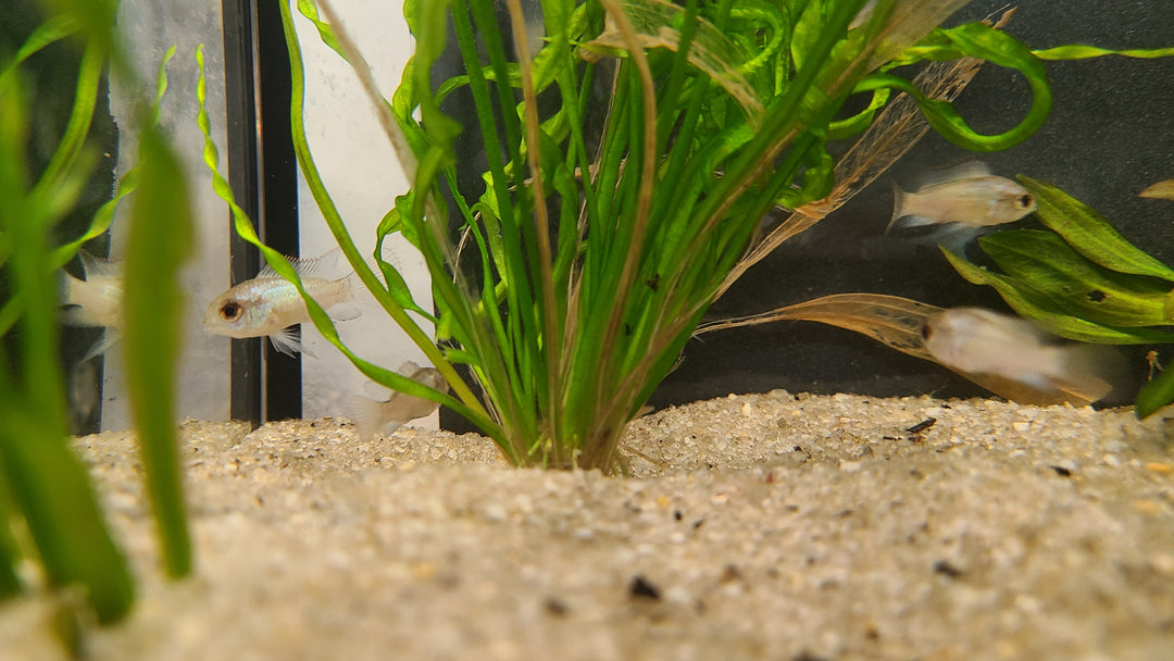 Electric blue acara juv - 3