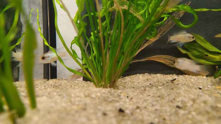 Electric blue acara juv - 3