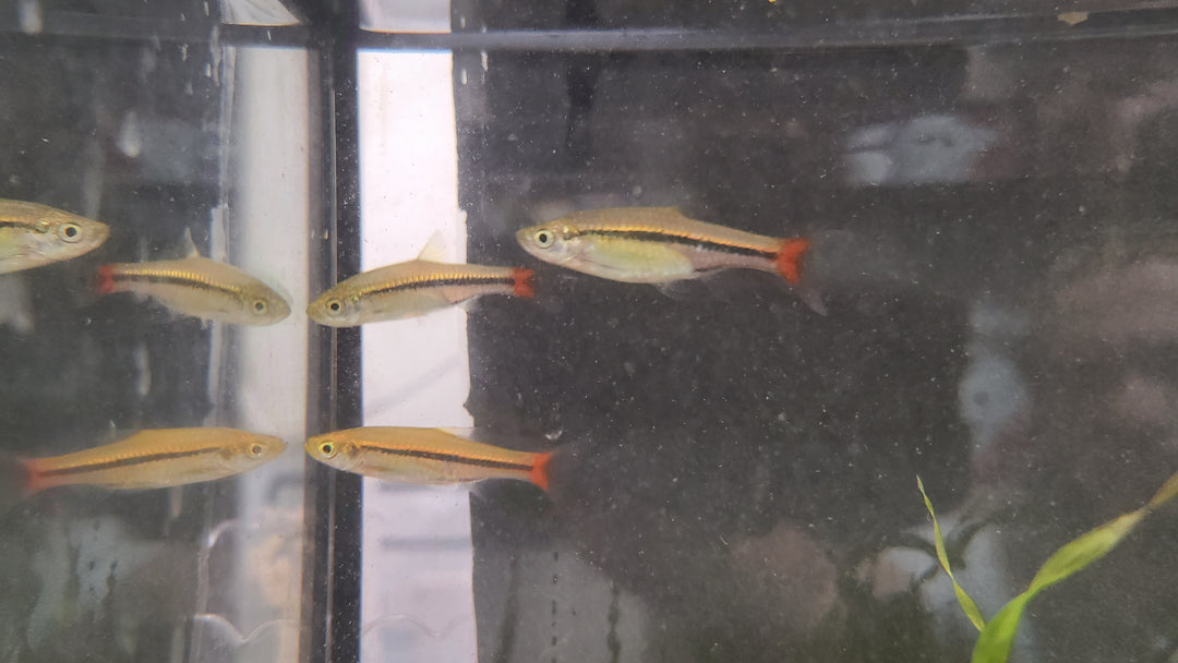 Brilliant Rasbora (Rasbora einthovenii) 3