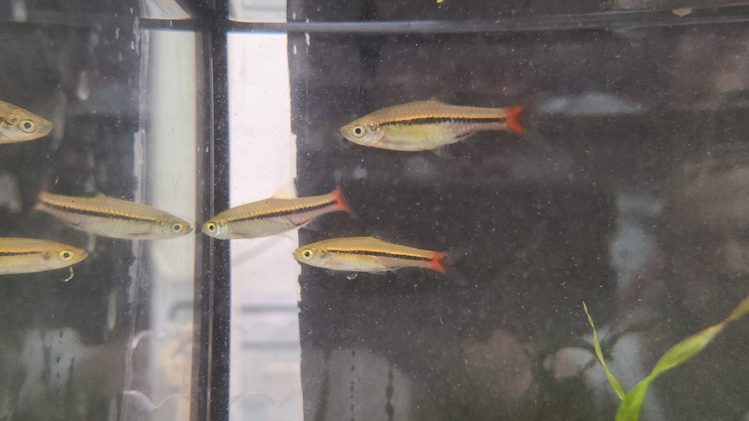 Brilliant Rasbora (Rasbora einthovenii) 3
