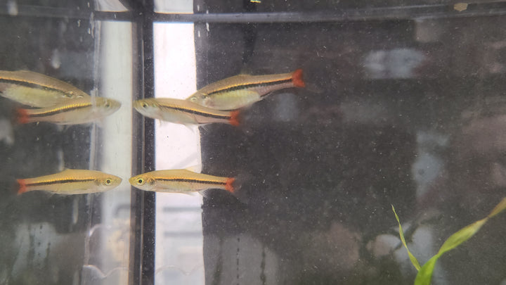 Brilliant Rasbora (Rasbora einthovenii) 3
