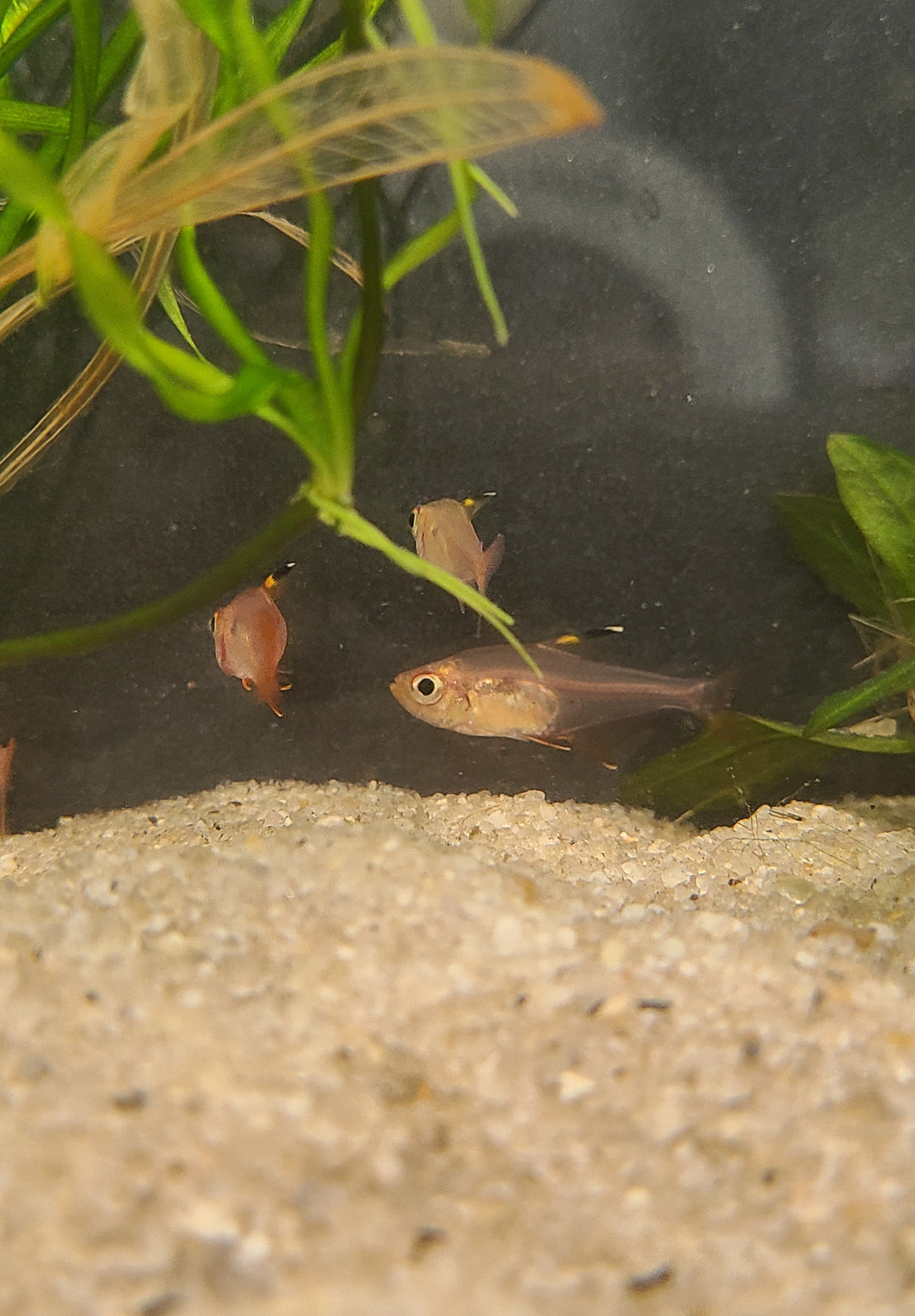 Red phantom tetra (Megalamphodus sweglesi) 3