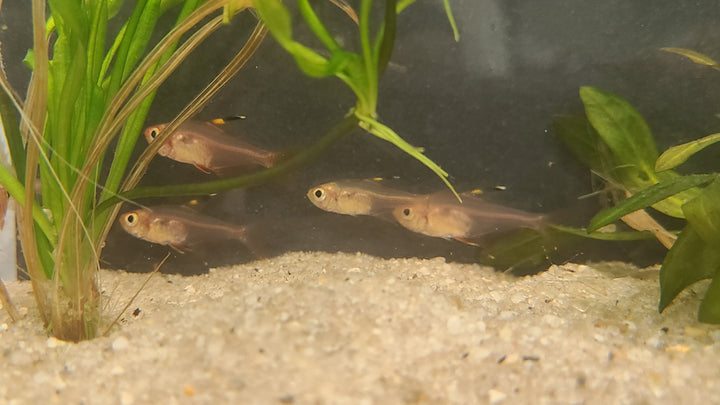 Red phantom tetra (Megalamphodus sweglesi) 3