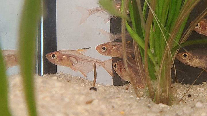 Red phantom tetra (Megalamphodus sweglesi) 3