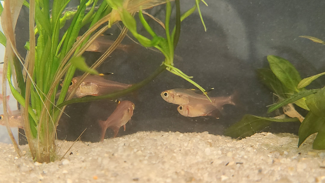 Red phantom tetra (Megalamphodus sweglesi) 3