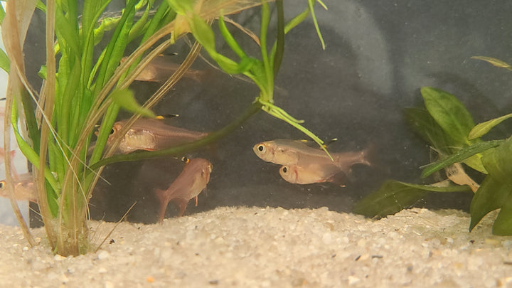 Red phantom tetra (Megalamphodus sweglesi) 3