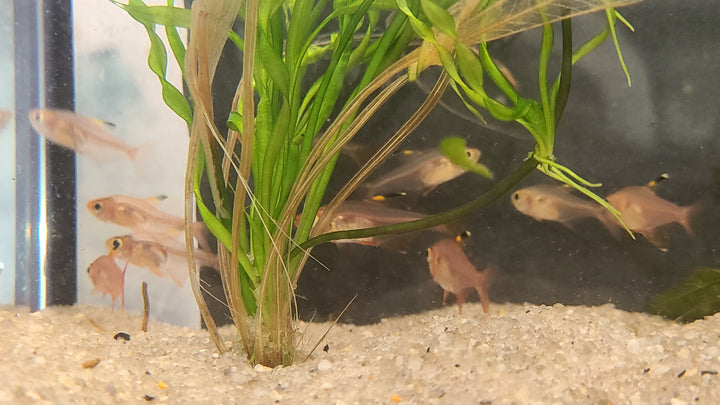 Red phantom tetra (Megalamphodus sweglesi) 3