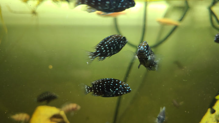 Duboisi cichlid juvenile (Tropheus duboisi)