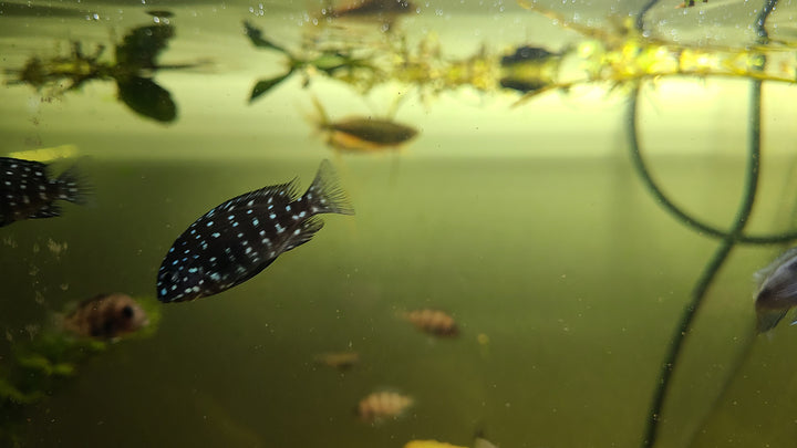 Duboisi cichlid juvenile (Tropheus duboisi)