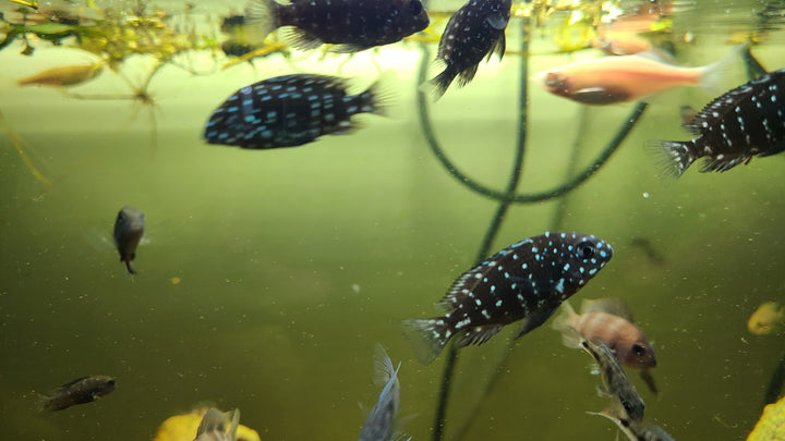 Duboisi cichlid juvenile (Tropheus duboisi)