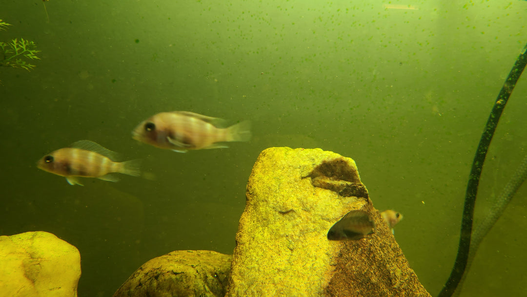 Red Frontosa juvenile (Cyphotilapia frontosa)
