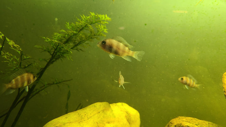 Red Frontosa juvenile (Cyphotilapia frontosa)