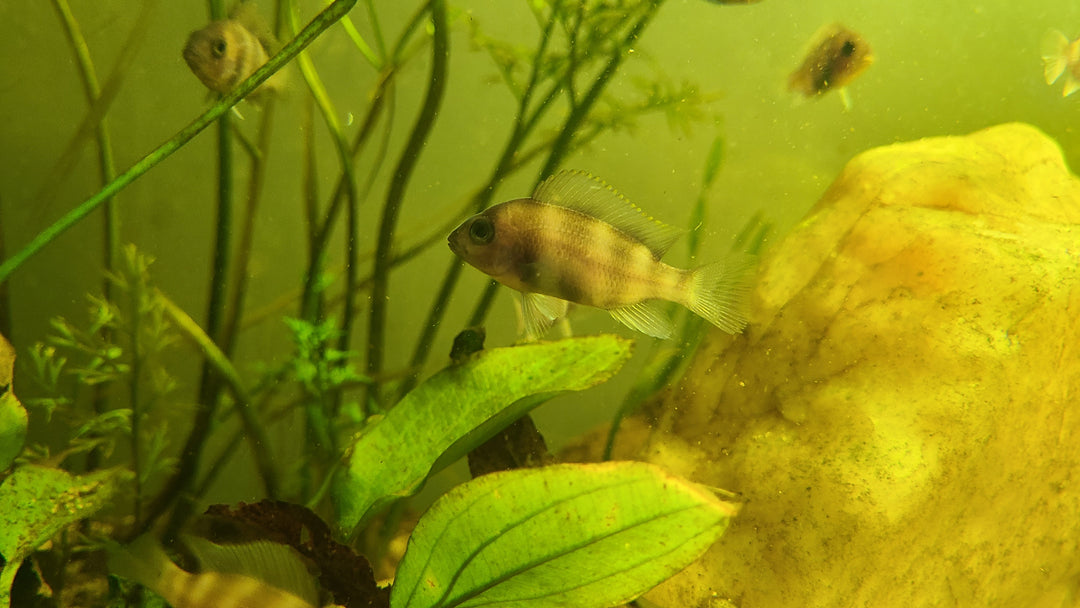 Red Frontosa juvenile (Cyphotilapia frontosa)