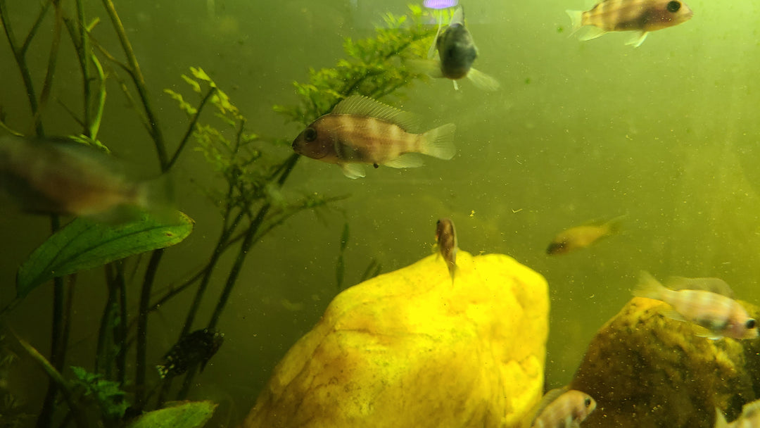 Red Frontosa juvenile (Cyphotilapia frontosa)