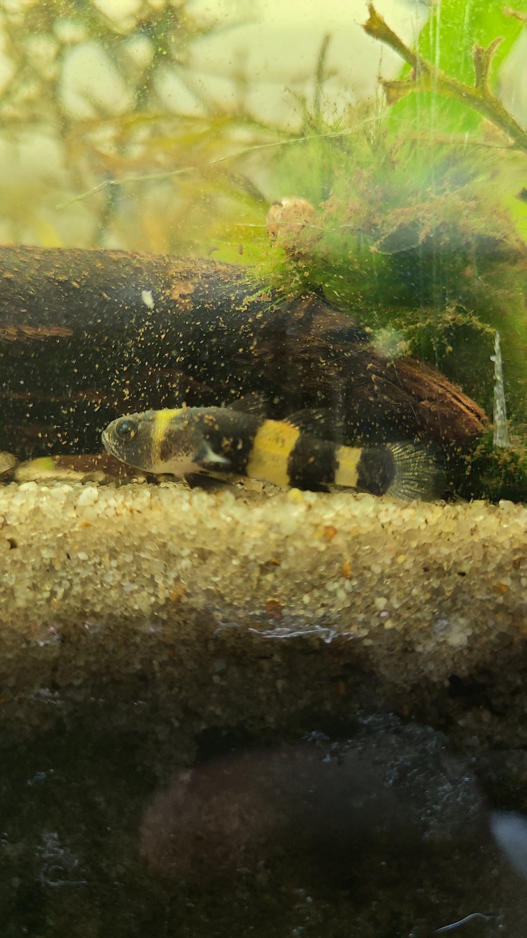 Bumblebee goby (Brachygobius)