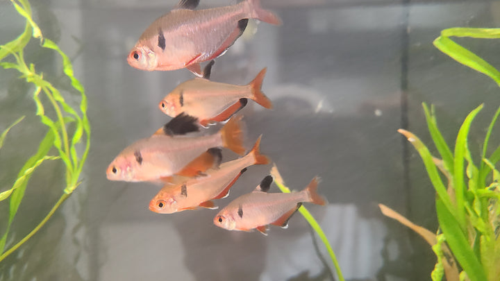 Serpae tetra (Hyphessobrycon eques) pack of 3