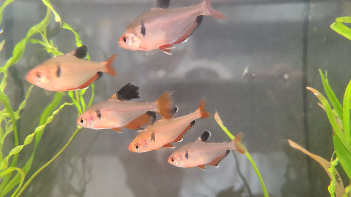 Serpae tetra (Hyphessobrycon eques) pack of 3