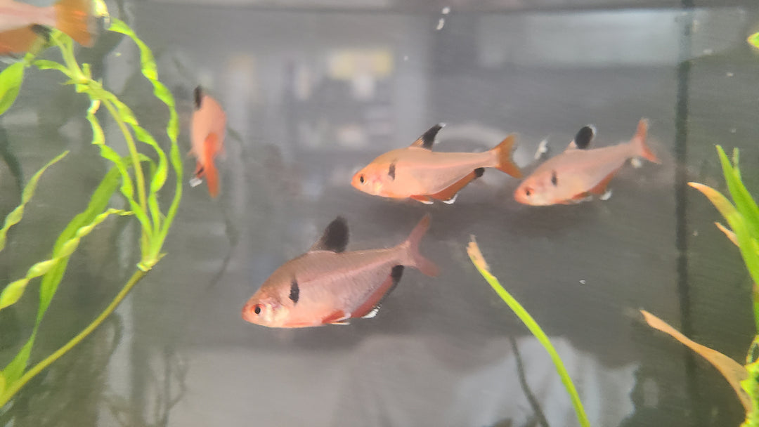 Serpae tetra (Hyphessobrycon eques) pack of 3