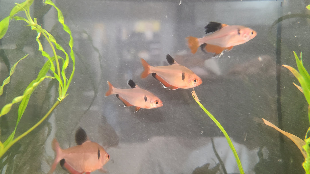 Serpae tetra (Hyphessobrycon eques) pack of 3