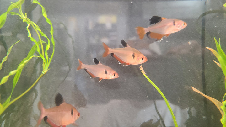 Serpae tetra (Hyphessobrycon eques) pack of 3