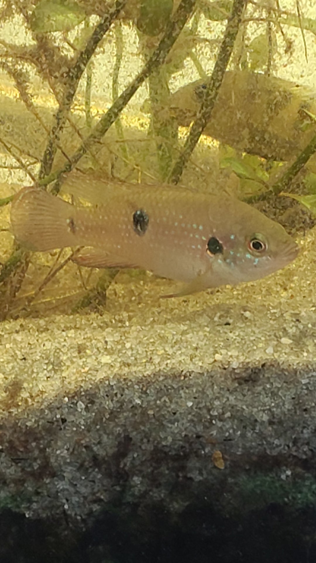 Red jewel cichlid pair (Hemichromis lifalili)