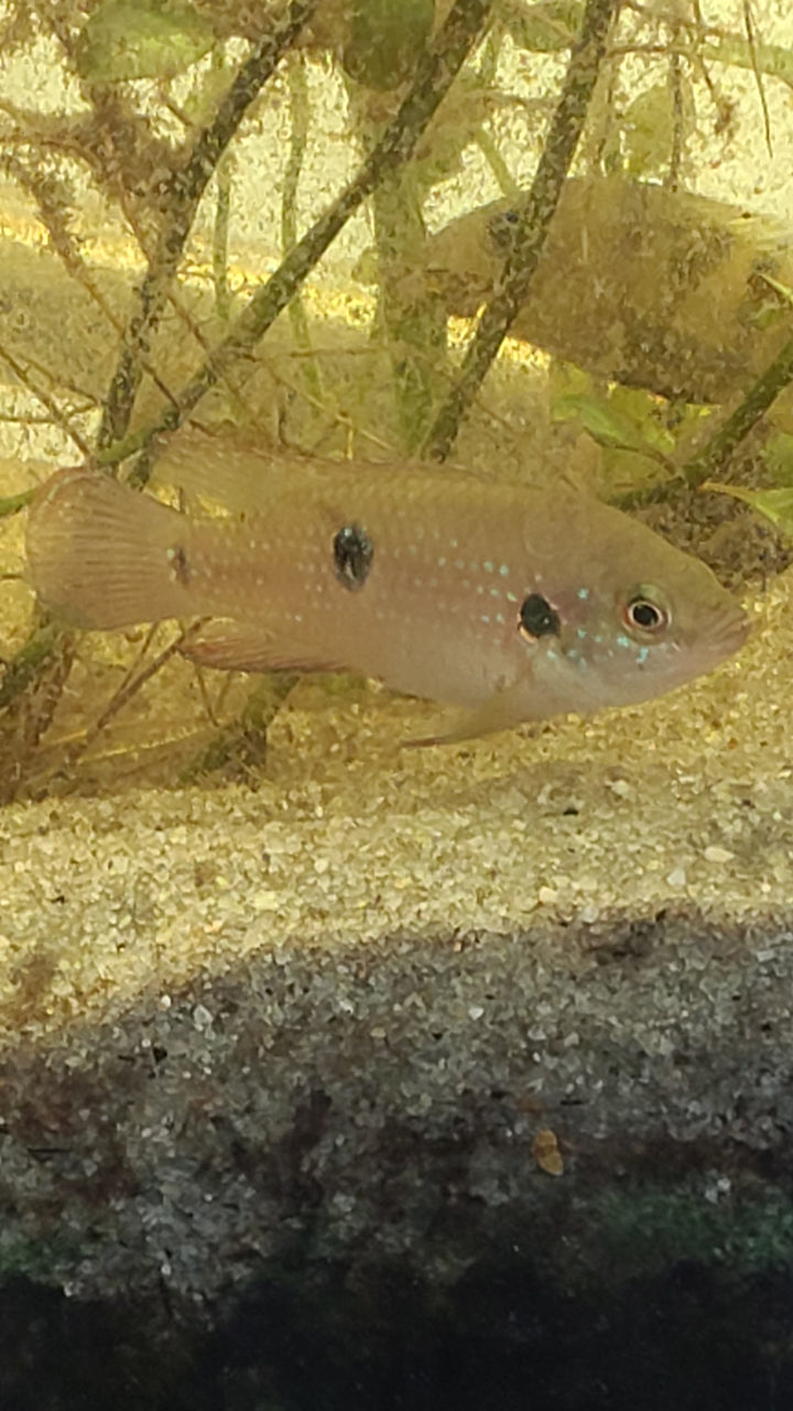Red jewel cichlid pair (Hemichromis lifalili)