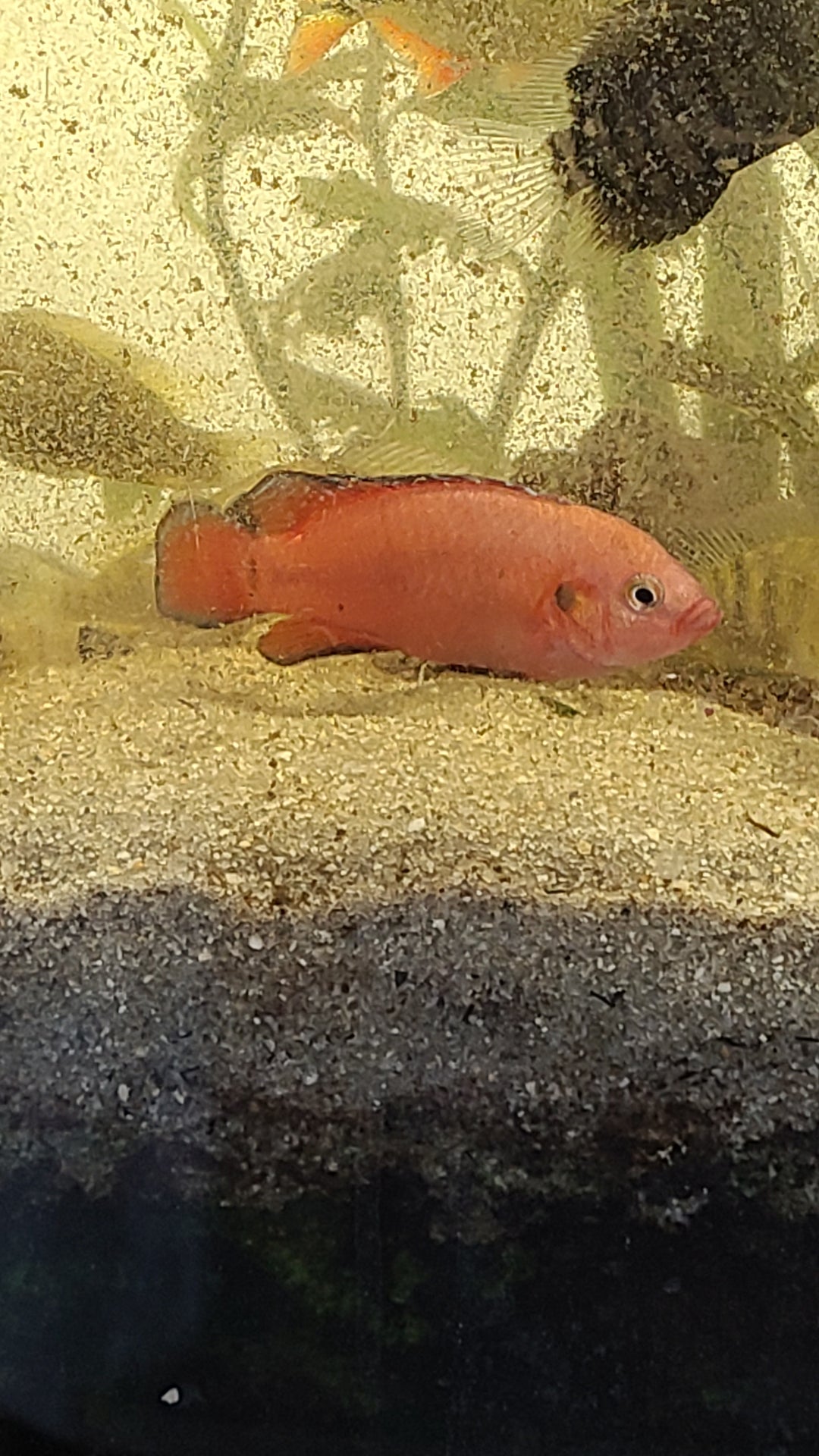 Red jewel cichlid pair (Hemichromis lifalili)