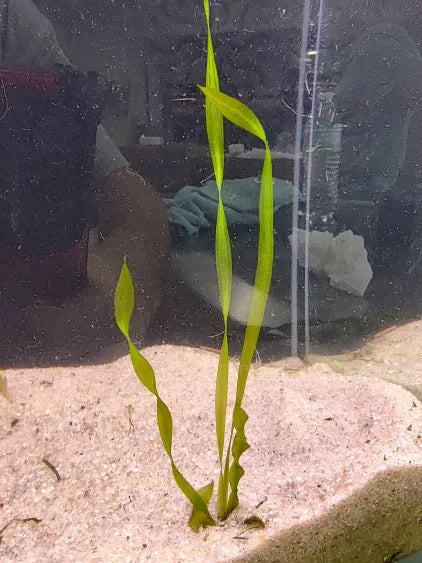 🌿 Corkscrew Val – Twisting Midground Accent for Natural Aquariums