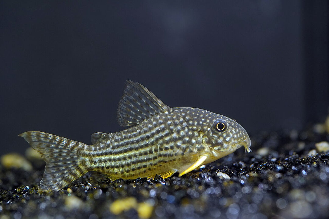 Mixed Corydoras – 3 Pack | Peaceful Bottom Dweller &amp; Cleanup Crew
