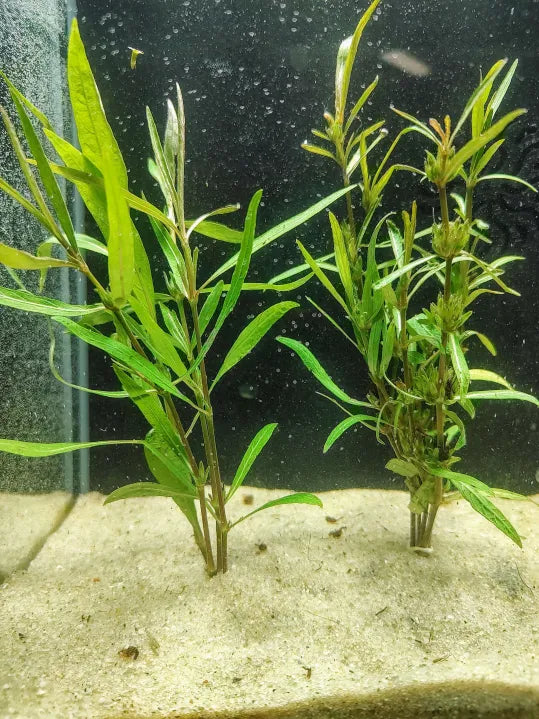 🌿 Hygrophila 'Araguaia' – Unique Reddish Midground Accent Plant