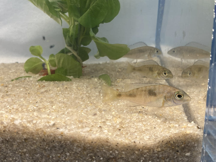 🐟 Blue Dolphin Cichlid (1") – 3 Pack | Peaceful African Cichlid Starter