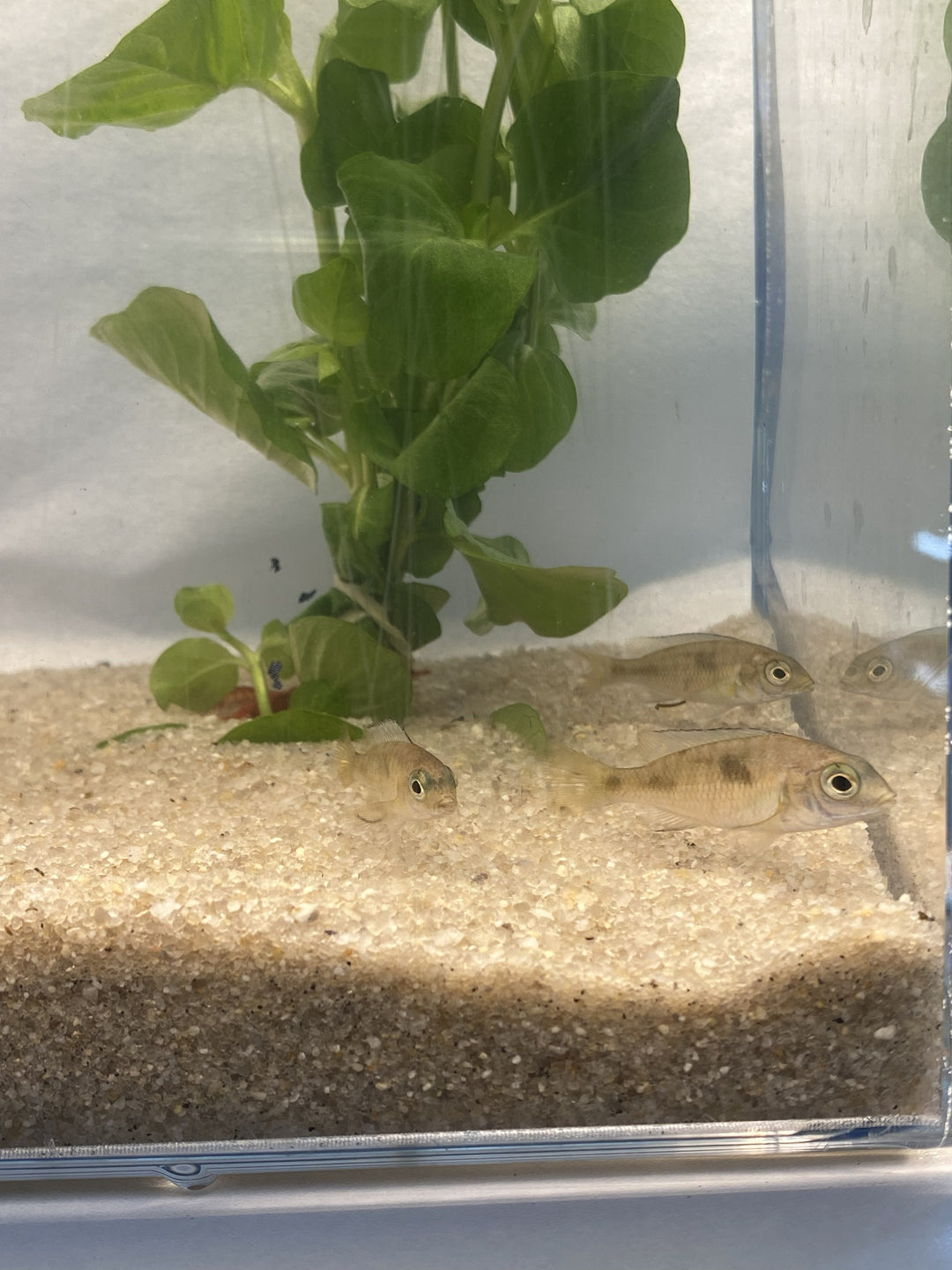 🐟 Blue Dolphin Cichlid (1") – 3 Pack | Peaceful African Cichlid Starter