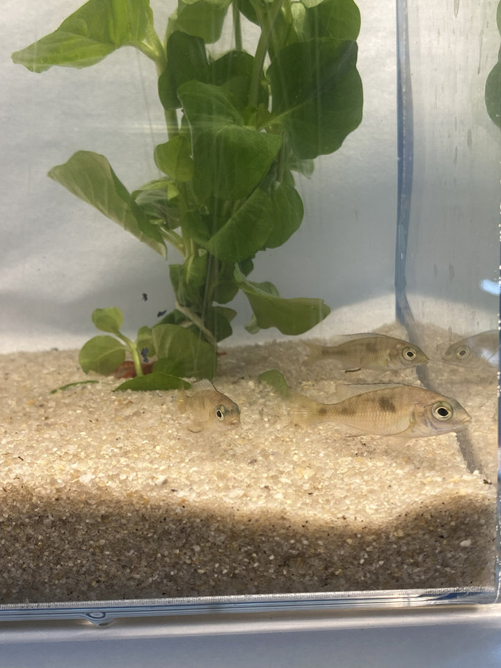 🐟 Blue Dolphin Cichlid (1") – 3 Pack | Peaceful African Cichlid Starter