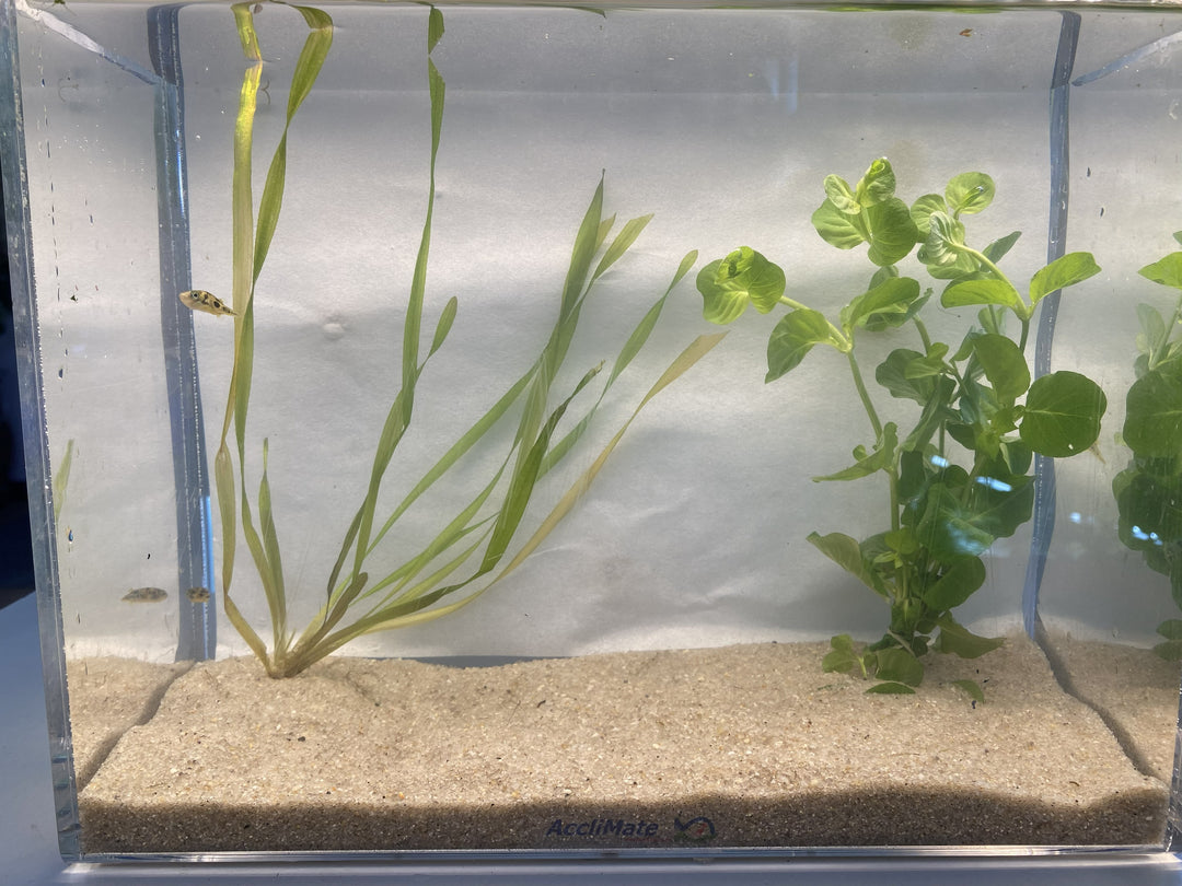 fish aquarium accessories online shopping in pakistan Light Kit for LEGO Tropical #10366 flat cables Live Aquarium Fish Freshwater