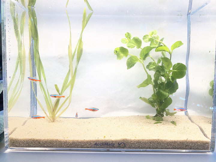 🔴🐟 Cardinal Tetras – 6 Pack | Vibrant Schooling Fish for Natural Aquariums