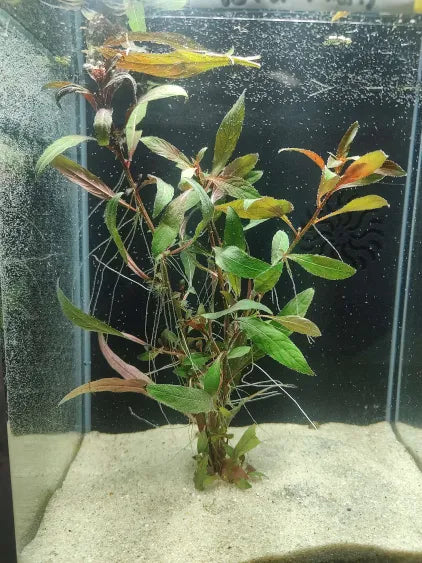 Ludwigia  – available species