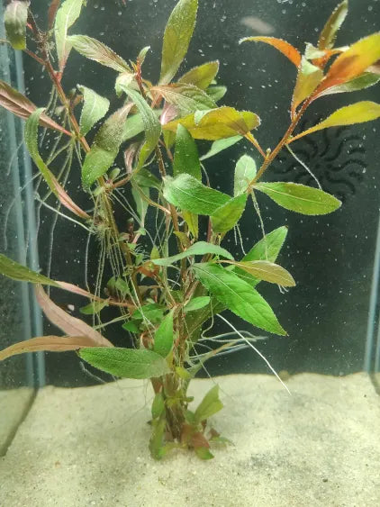 Ludwigia  – available species