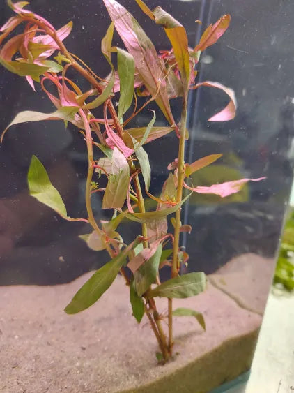 Ludwigia  – available species