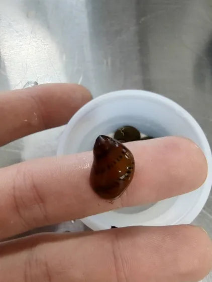 Nerite Snail 3-Pack – Natural Algae Control for Peaceful Aquariums4