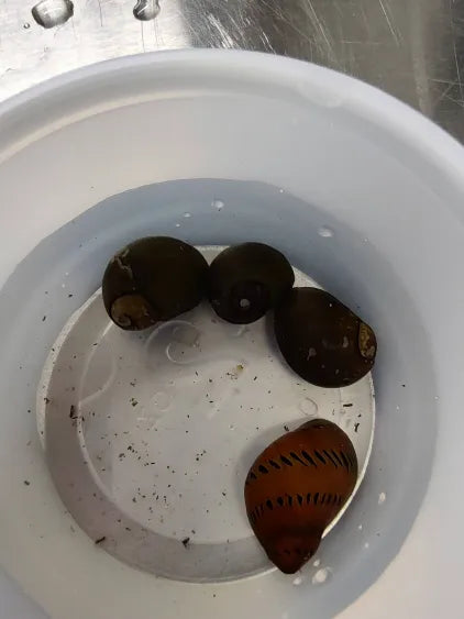 Nerite Snail 3-Pack – Natural Algae Control for Peaceful Aquariums4