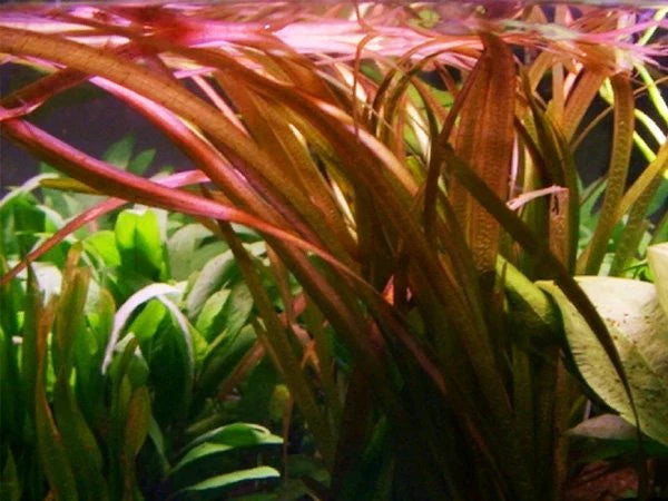 Red Jungle Val – Bronze-Red Ribbon Plant for Natural Backgrounds