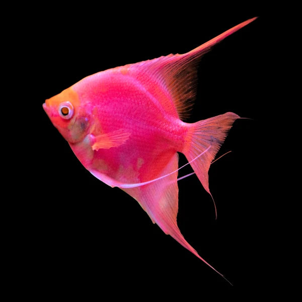 Super Red Koi Angelfish – Premium Color Variety