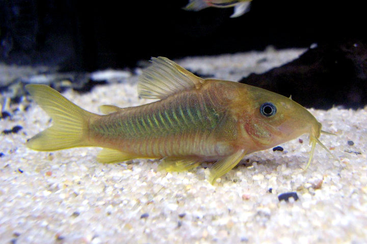 Mixed Corydoras – 3 Pack | Peaceful Bottom Dweller &amp; Cleanup Crew