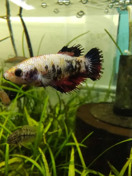 Farmer’s Choice Female Betta Fish – Young Adult
