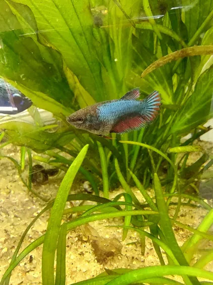 Farmer’s Choice Female Betta Fish – Young Adult