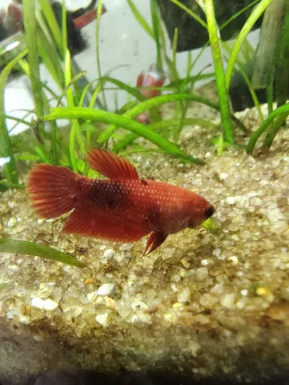 Farmer’s Choice Female Betta Fish – Young Adult