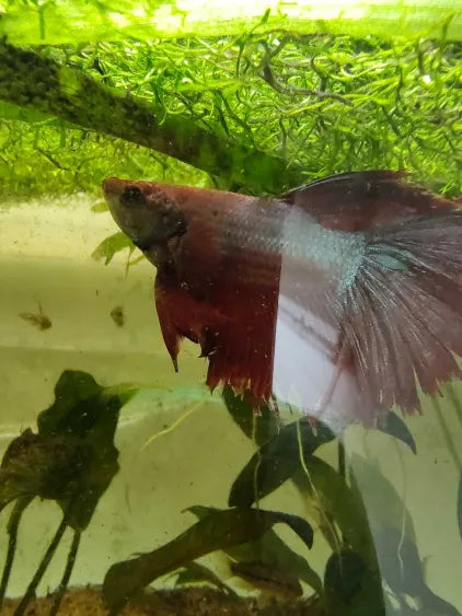 Farmer’s Choice Male Betta Fish – Young Adult