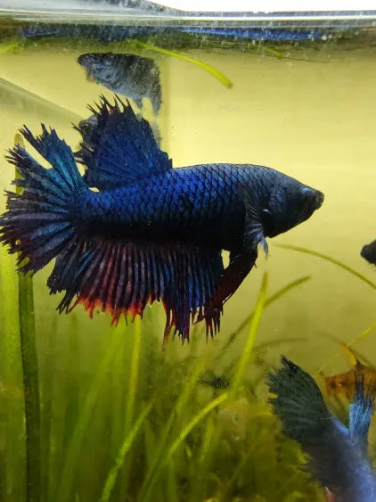 Farmer’s Choice Male Betta Fish – Young Adult